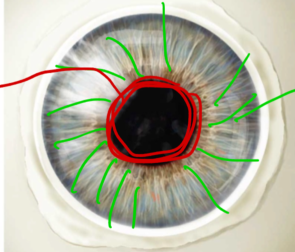 <p>Green —> is under what control and what does it do?</p>