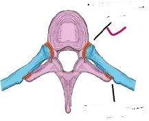 <p>What joint is this?</p>
