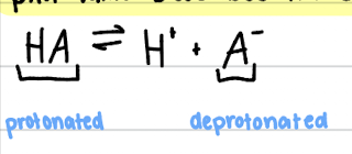 <p>pH below pKa = group tends to stay <strong>protonated </strong></p><p>pH above pKa = group tends to become <strong>deprotonated </strong></p><p>pH = pKA = equal amounts of protonated and deprotonated forms </p><p></p><p>pKa = tells you how strong an acid is and how easily it gives away a proton </p>