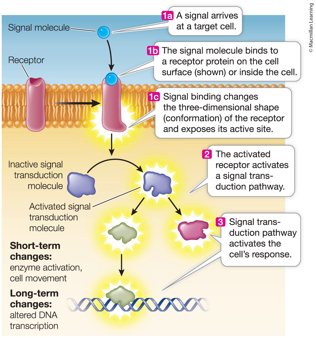 <p>Receptor</p>