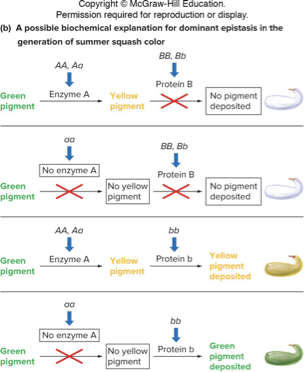 <p>12:3:1 ratio F<sub>2</sub></p><p>One copy of an allele masks the other gene</p><ul><li><p>EX: summer squad, Dominant B allele is epistatic to any A alleles</p><ul><li><p>Protein B is a dominant allele that prevents pigment deposition</p><p></p></li></ul></li></ul><p></p>