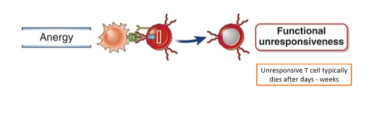 <p><span style="background-color: transparent;">=> DCs are not activated by self antigen so don’t express B7 or other costimulators</span></p><p><br></p>