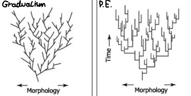 <p>- Gradualism (supported by Darwin): States that species change gradually over time in a slow, periodic pace.</p><p>- Punctuated Equilibrium: States that there are long periods of no change and ones with brief, sudden “bursts” of evolution.</p><p>- Truly, evolution is a mix of both, and neither predicts is more right than the other.</p>