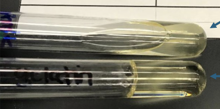 <p>which is a positive gelatinase test</p>