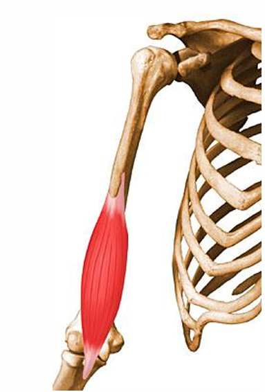 <p>m. brachialis, o</p>