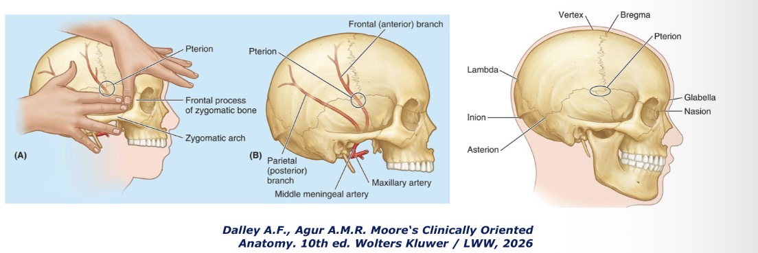 <p>Kas yra pterionas, pterion?</p>