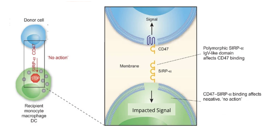 <ol><li><p>used to recognize CD47 signaling to preent phatgocytosis</p><ol><li><p>highly polymorphic between individuasls</p></li><li><p>differences in SIRPa between individuals = differencs in binding intensity = differences in myeloid cell activation</p><ol><li><p>not alwasy functional due to bidning affinity</p></li></ol></li><li><p>myloid cells may mature, traffic to lymph nodes, and activate t cells even if activated</p></li></ol></li></ol><p></p>