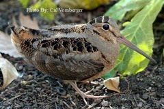<p>woodcock</p>