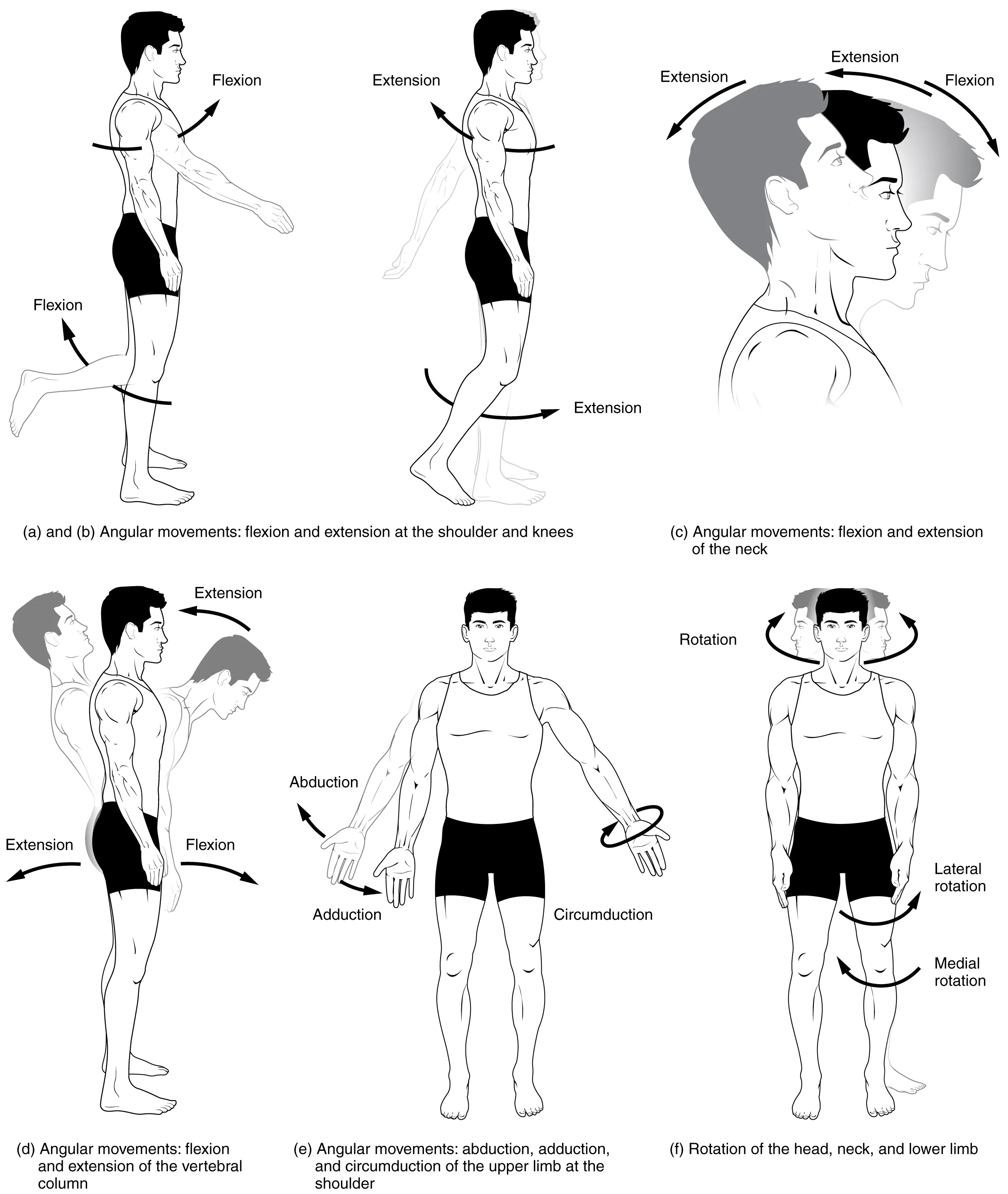 <p>Flexion: Decrease in the angle between bones of a joint - sagittal plane</p><p>Extension: Increase in the angle between bones of a joint - restores to anatomical position</p><p>Hyperextension: excessive extension movement beyond normal anatomical position</p><p>Abduction: move appendage away from midline</p><p>Adduction: move appendage toward midline</p><p>Circumduction: move distal part of appendage in a circle</p>