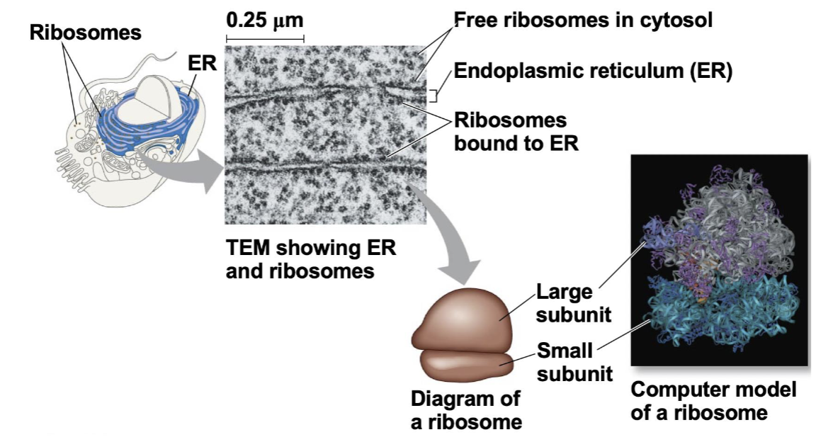 <ul><li><p>Tethered on the cytoplasmic surface of the ER synthesize proteins for secretion and membrane insertion</p></li></ul><p></p>