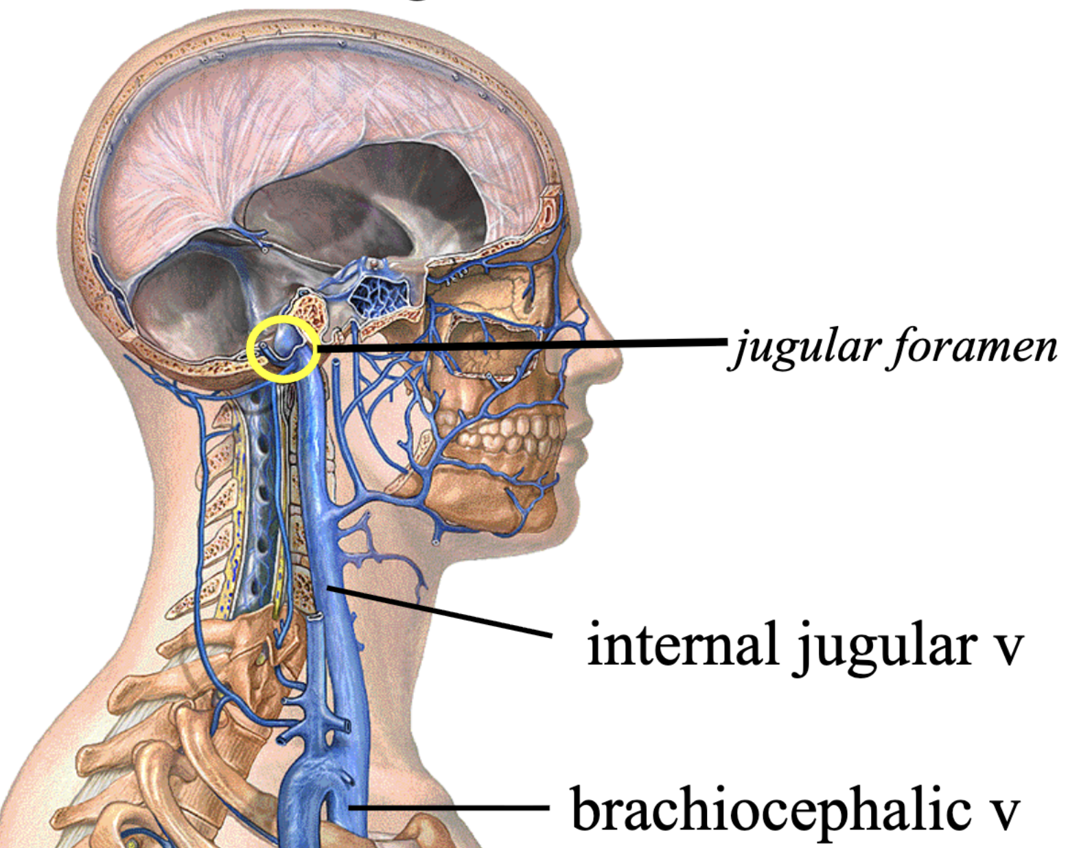 <p><span style="color: red;"><strong>dural sinus </strong></span><strong>drains into</strong></p><p><strong>PASSES THROUGH JUGULAR FORAMEN</strong></p><p><span style="color: red;"><strong>internal jugular vein</strong></span> <strong>drains into</strong></p><p><span style="color: red;"><strong>brachiocephalic vein</strong></span></p>