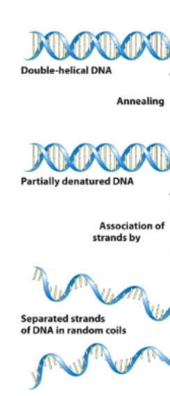<p>How do complementary single strands of DNA anneal to each other?</p>