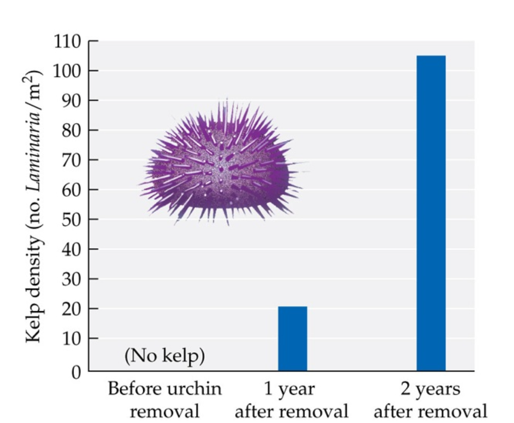 <p>Areas with large numbers of urchins are called “urchin barrens” because they lack kelp forests.</p><p></p><p>Urchins feed on algae and can significantly reduce kelp populations, leading to ecological imbalances. </p><p></p><p>This was tested in the Aleutian Islands and along the Alaskan coast. It showed that urchins might determine where kelp forests are located. </p><p></p><p></p><p></p>