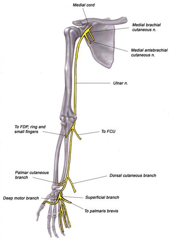 <p>what are the side effects of a sensory nerve injury </p>