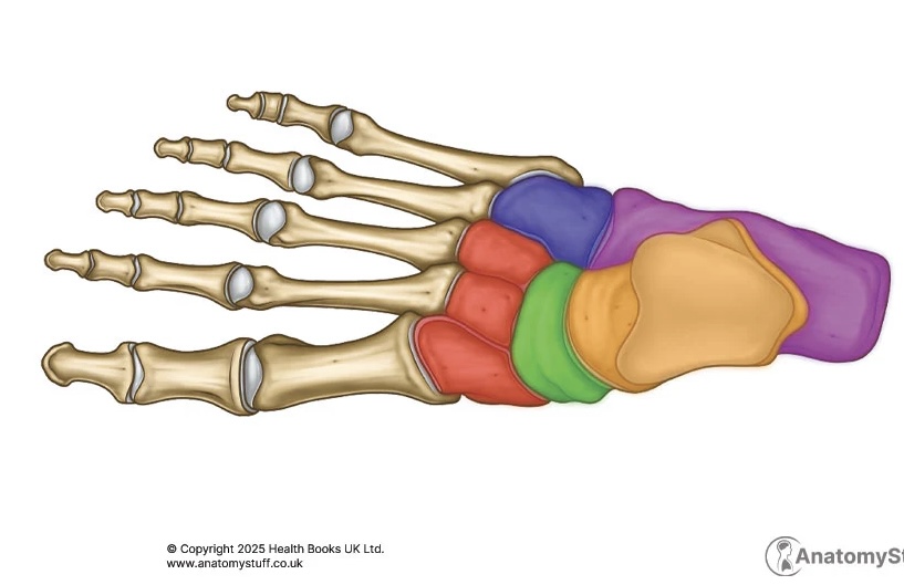 <p>Tarsals</p>