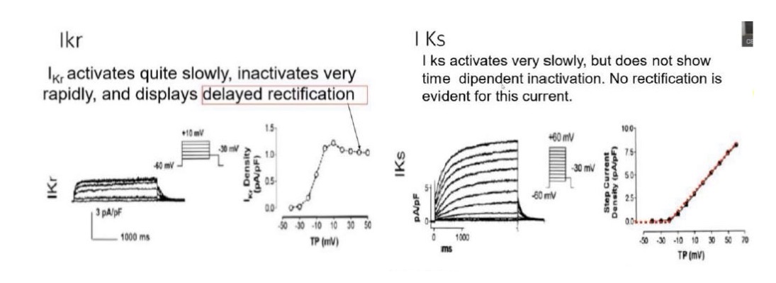 <p>La famiglia delle correnti Delayed Rectifier è composta da tre componenti (correnti di potassio K+) responsabili della ripolarizzazione (escono dalla cellula riportando il potenziale di membrana verso valori negativi):</p><p>1. <strong>I(Ks) (Slow):</strong></p><p>• Si attiva molto lentamente e <strong>non presenta inattivazione</strong> tempo-dipendente.</p><p>• Mostra una relazione intensità-voltaggio lineare (comportamento ohmico) al di sopra di -20/-30 mV.</p><p>• Al di sotto dei -20 mV, la corrente è assente (rettificazione perfetta).</p><p>• Il gating è semplice: transizione da chiuso ad aperto (lenta, non raggiunge il picco massimo in un battito normale) e da aperto a chiuso (deattivazione causata dall'iperpolarizzazione).</p><p>• È altamente sensibile alla <strong>stimolazione beta-adrenergica</strong>, che la potenzia, riducendo la durata del plateau.</p><p>2. <strong>I(Kur) (Ultra-rapid):</strong></p><p>• Ha caratteristiche analoghe alla I(Ks) (gating semplice, rettificazione in uscita), ma si differenzia per la <strong>cinetica molto più veloce</strong> (ordine di decine di ms, contro le centinaia della I(Ks)).</p><p>• È poco espressa nel ventricolo ma <strong>molto espressa nell'atrio</strong>, contribuendo ulteriormente alla differenza di durata del potenziale d'azione tra le due camere.</p><p>3. <strong>I(Kr) (Rapid):</strong></p><p>• Portata dal canale <strong>hERG</strong>, differisce notevolmente dalle altre.</p><p>• Possiede due porte: una di <strong>attivazione</strong> (cinetica lenta) e una di <strong>inattivazione</strong> (cinetica rapidissima, circa 1 ms). Questo determina una "delayed rectification" (rettificazione ritardata).</p><p>• Meccanismo: Durante l'inizio del potenziale d'azione, il canale si apre ma si inattiva quasi istantaneamente, permettendo il passaggio di pochissima corrente. Durante la ripolarizzazione, scendendo verso i -60 mV, l'inattivazione viene rimossa velocemente, mentre la porta di attivazione è ancora aperta. Questo crea una "finestra temporale" (<strong>window current</strong>) che permette un grosso flusso uscente di K+, fondamentale per la ripolarizzazione finale. Non è regolata da stimoli beta-adrenergici.</p>