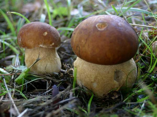 <p>odd:</p><p>podod:</p><p>tr:</p><p>podtr:</p><p>rad:</p><p>druh:</p>