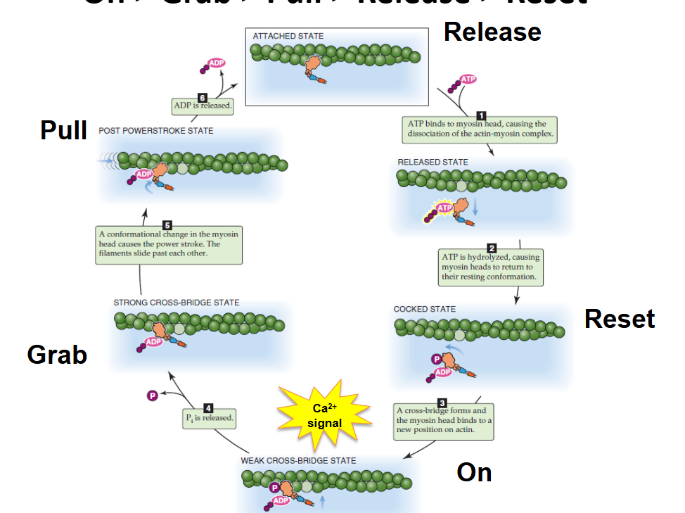 <p>Myosin heads start in the inactive state where there is ADP and Pi (phosphates), then the Myosin heads release the phosphates and bind to the sites on actin, ADP alone moves the actin (pull motion) and then drops off, after which ATP is reintroduced and then Hydrolyzes into ADP and phosphates, ADP and the new phosphates reconfigure and thus stop.</p>