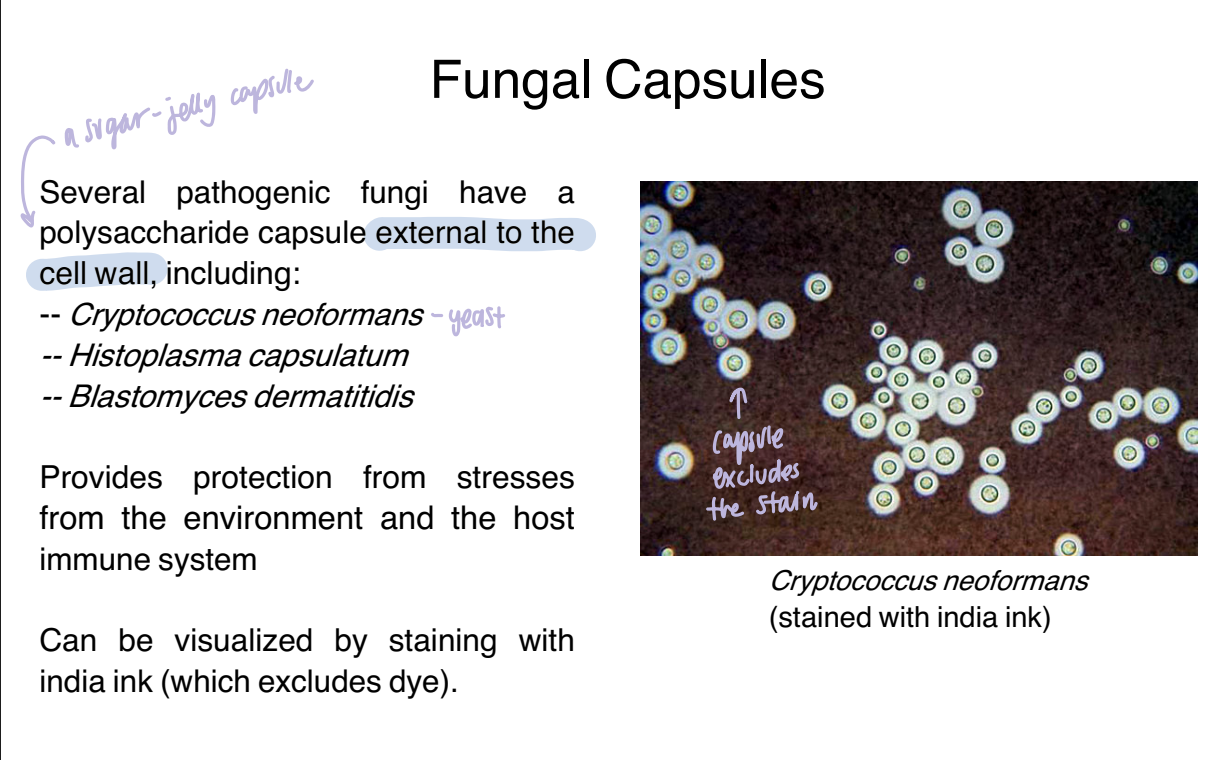 <p class="PDq2pG_selectionAnchorContainer"><strong>A fungal capsule is a polysaccharide layer outside the cell wall that protects the fungus from environmental stresses and the host immune system.</strong></p><p><span data-name="mag_right" data-type="emoji">🔎</span> <strong>What this means:</strong></p><p>Not every fungus has a capsule.</p><p>When present, it provides an additional protective outer layer.</p>
