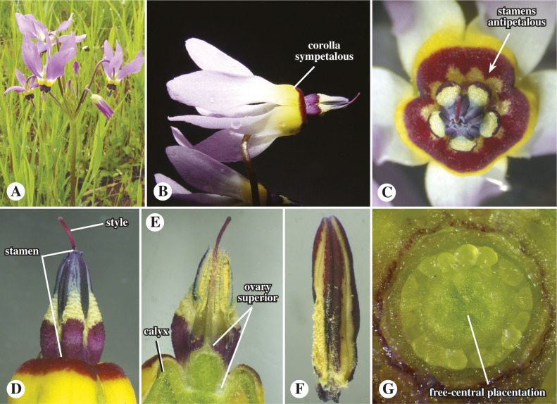 <p>polemoniaceae</p><p>-__parted flower</p><p>-stamen</p><p>-carpel, style</p><p>-uniqueness?</p>