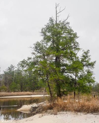 <p>Dance, spire, like evergreen stands, choking out, sunlight, characteristic of acidic South Jersey/Pine Barrens, Boggs</p>