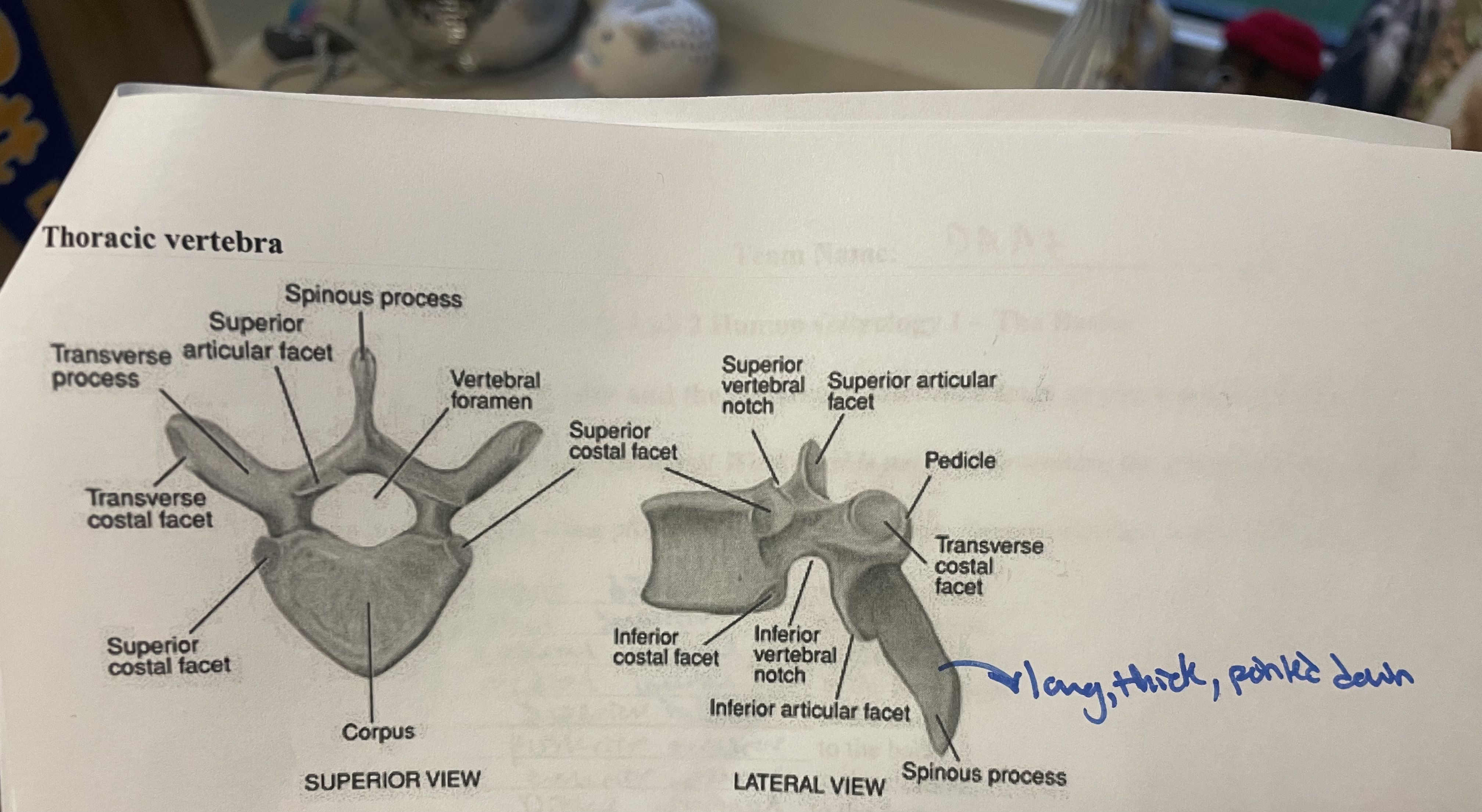 <p>spinous process long, thick, pointed down </p>