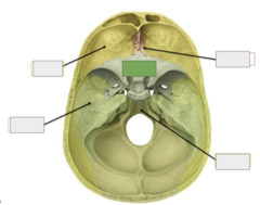 <p>Superior view: this is the</p>