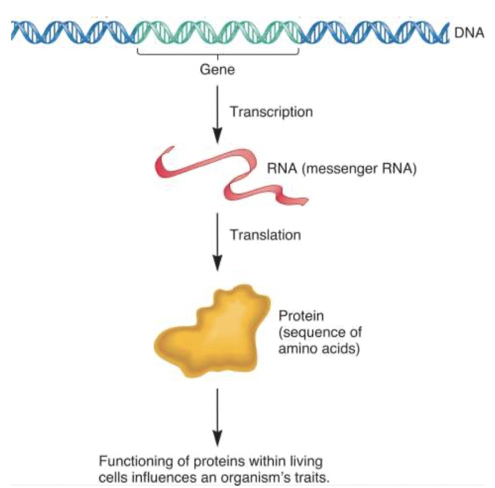 <p>DNA → mRNA → protein</p><p>Information is copied and translated into a protein, which then carries out a function in the organism that expresses the genetic information</p>