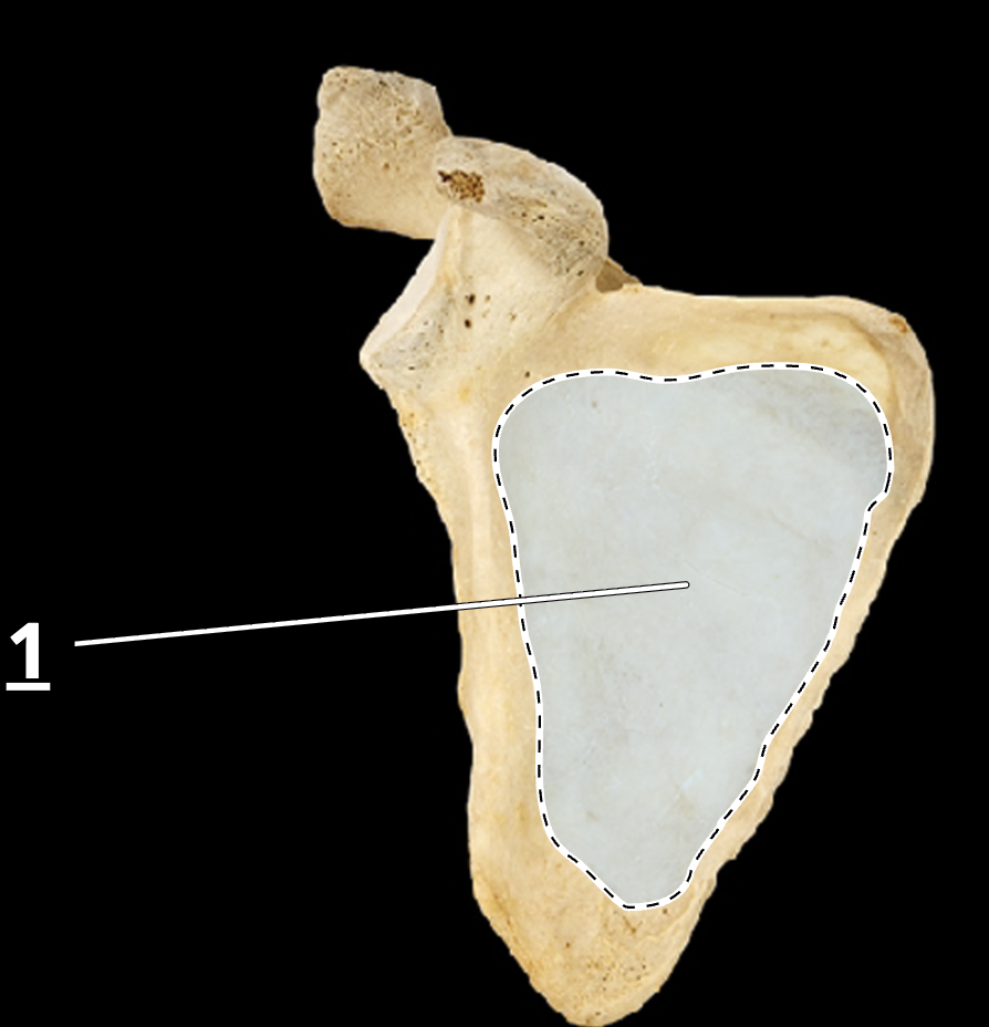 <p>1</p>