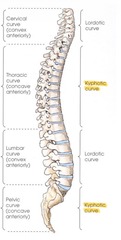 <p>posterior curve (concave)</p>