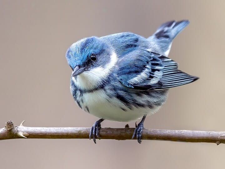 <p>cerulean warbler </p><p>blue back, white belly <br>2 white wing bars <br>no yellow </p>