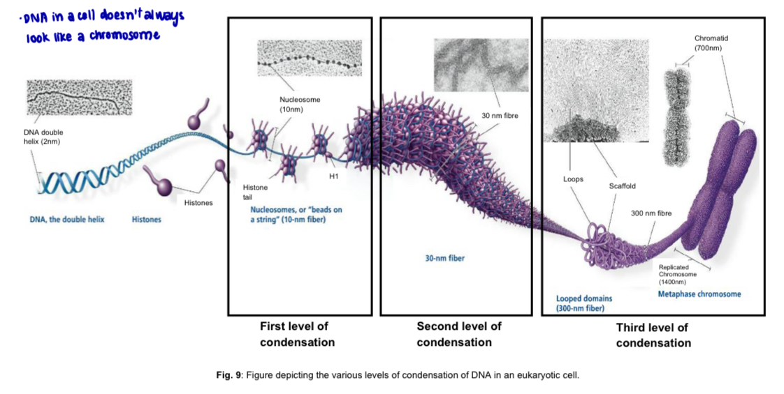 <p>First level of condensation (nucleosome fibre) —> Second level of condensation (solenoid)  —> Third level of condensation (chromosomes) </p><p></p>