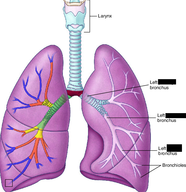 <p><span style="background-color: transparent;">The right and left bronchi originate from the carina, and divide into smaller branches called <strong>______ </strong>or <strong>______ ______ </strong>. They then divide into smaller branches called <strong>______ </strong>or <strong>______ ______ </strong>.</span></p>