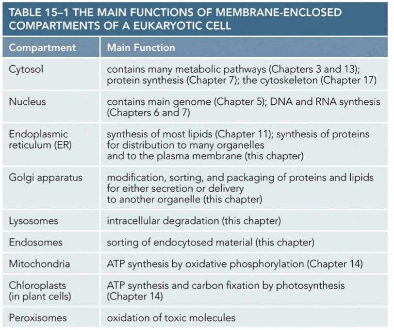 <ul><li><p>nucleus</p></li><li><p>Rough ER</p></li><li><p>Golgi </p></li><li><p>Mitochondria </p></li><li><p>lysosome </p></li><li><p>endosome</p></li><li><p>peroxisome</p></li></ul><p></p>