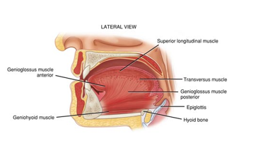 <p><mark data-color="purple" style="background-color: purple; color: inherit;"><span>Extrinsic (outside):</span></mark><span> Change tongue position.</span></p><p><span style="color: rgb(244, 241, 241);"><mark data-color="purple" style="background-color: purple; color: inherit;"><span>Intrinsic (inside):</span></mark></span><span style="color: purple;"><mark data-color="purple" style="background-color: purple; color: inherit;"><span> </span></mark></span><span>Change tongue shape.</span></p>