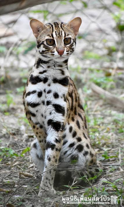 <p>small, wild cat, reddish-orange/yellow, white underparts, black spots (lines on back and top head), nocturnal</p>