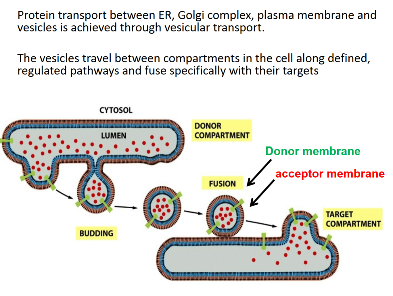 <ul><li><p>protein transport between ER, Golgi complex, plasma membrane and vesicles achieved through vesicular transport</p></li><li><p>vesicles travel between compartments in cell along defined, regulated pathways and fuse specifically with their targets</p></li><li><p>protein will NEVER travel across membrane</p></li></ul><p></p>