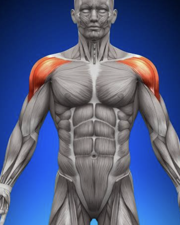 <p>Which muscle is this?</p>