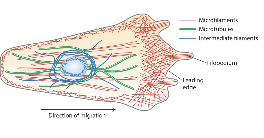 <p>"The cytoskeleton is a dynamic network of protein polymers that provides structure organization intracellular transport and enables cell motility."</p>