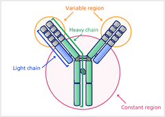 <p>- Antigen binding site </p><p>- Light chain </p><p>- Heavy chain</p><p>- Constant region </p><p>- Variable region</p>