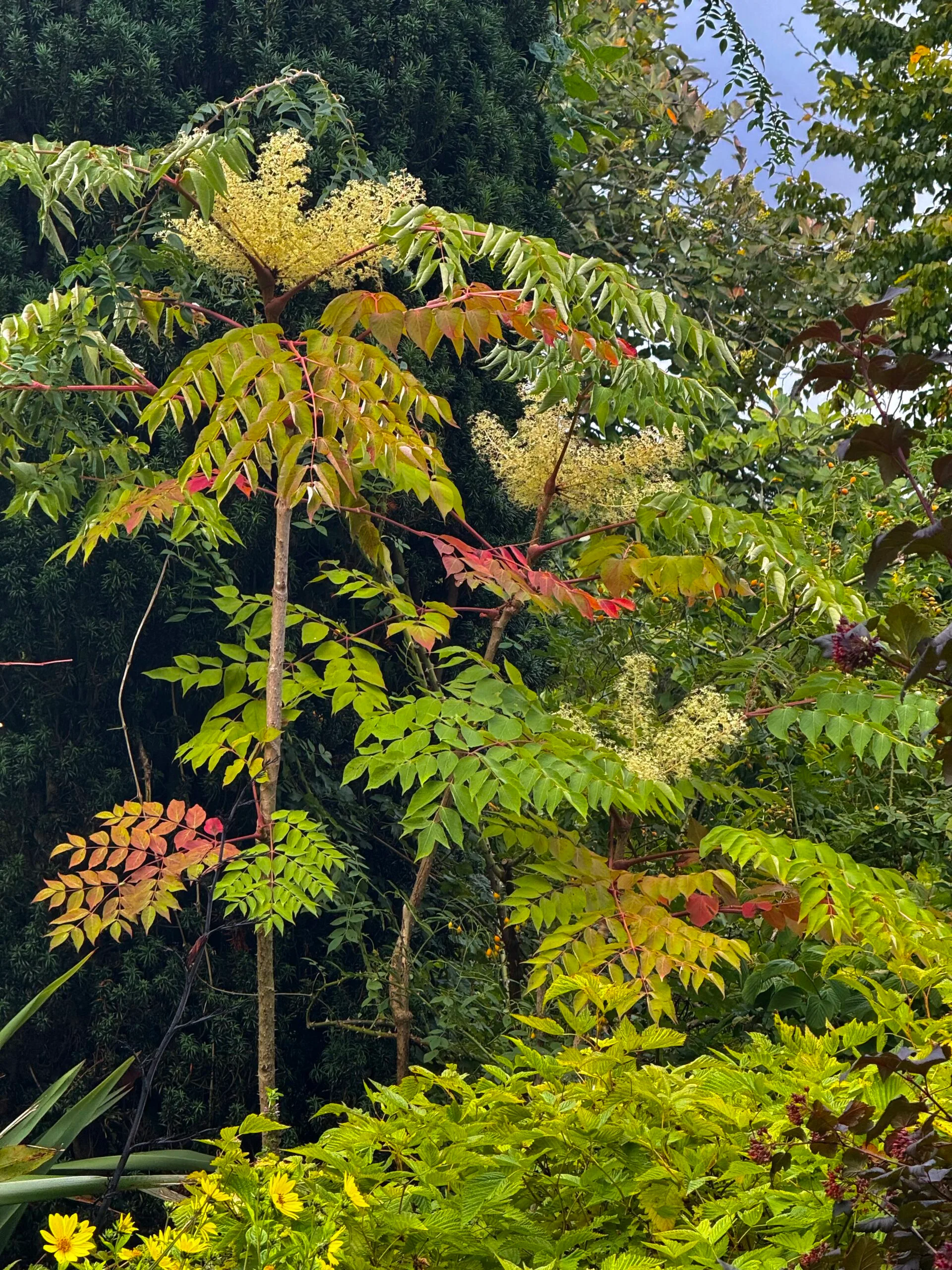 <p>Japanese angelica-tree</p>