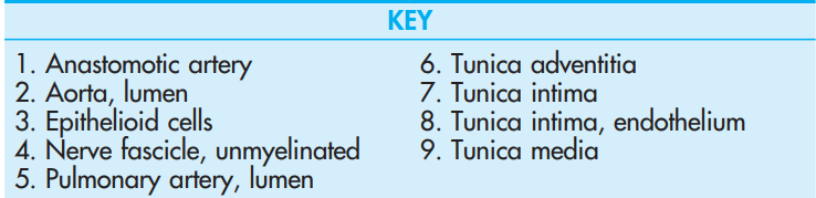 <p>Arteriovenous Anastomosis, x.s., <strong>Lip</strong>,</p>
