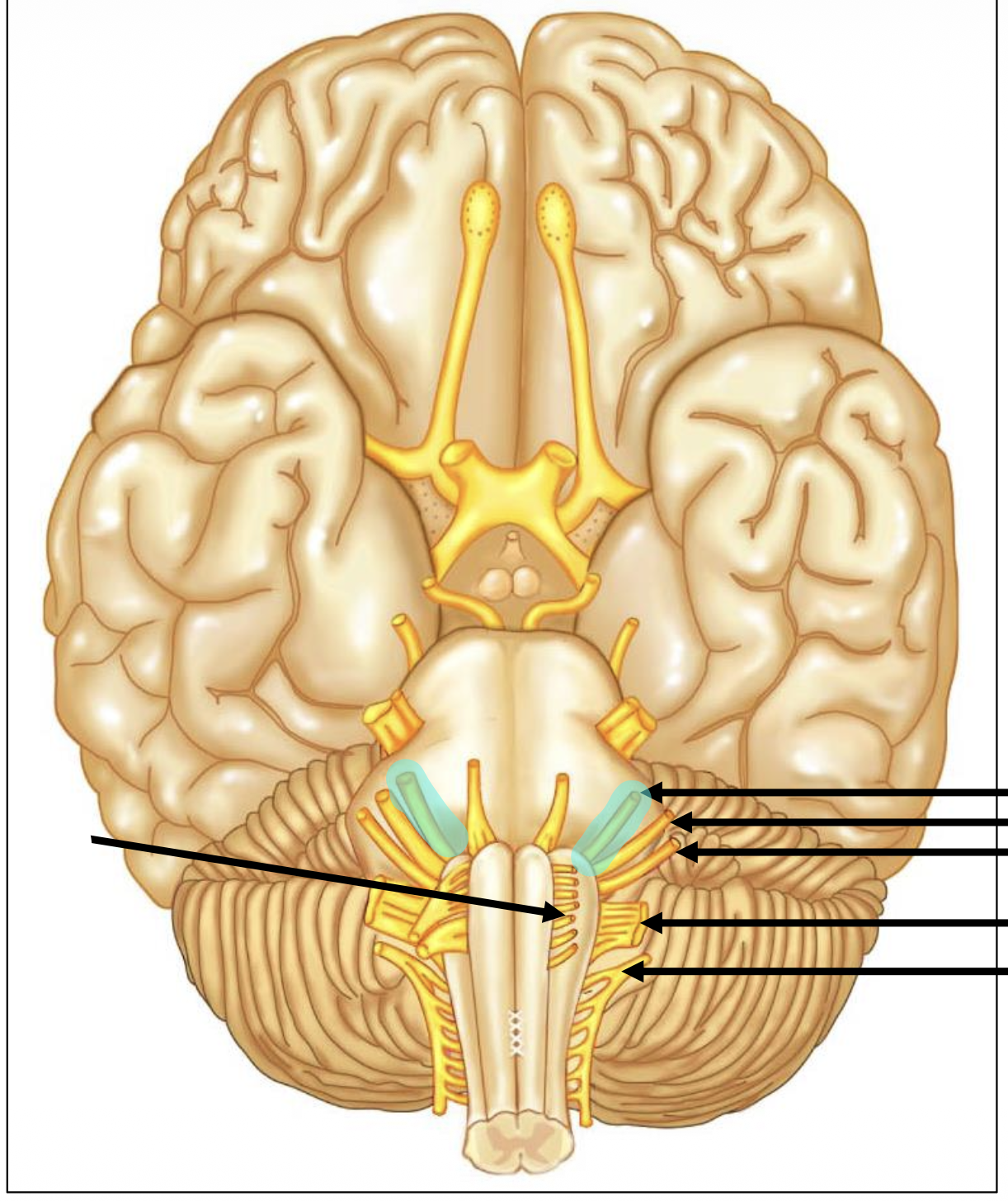 <p>Name the highlighted nerve</p>