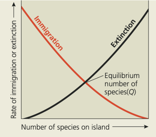 <p>Species richness on islands depends on island size, distance from mainland, immigration, and extinction; levels off at a dynamic equilibrium point. At smaller islands or further from mainland, equilibrium is reached at a lower richness</p>