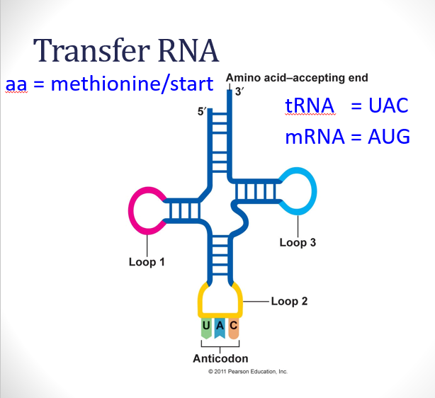 <p>two specific ends</p><p>one that <strong>reads </strong>the mRNA <strong>triplet </strong>(anticodon) </p><p>one that <strong>attaches </strong>to a specific <strong>amino acid</strong></p>