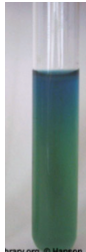 <p><span>no glucose used&nbsp;</span></p>