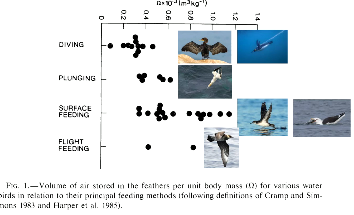 <ul><li><p>Carry little air in their plumage (diving birds)</p></li><li><p>Use gravity to penetrate water, to get to deeper depths, have more air in their plumage (plunging birds)</p></li><li><p>Broad span of air in plumage across body weight, more time spent at surface = more air they have (insulation) (surface feeding)</p></li><li><p>Flight feeding - never touch water surface </p></li><li><p>More time spent underwater = less air in plumage</p></li></ul><p></p>