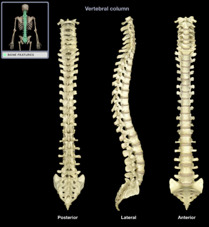 <p>Coccyx</p>