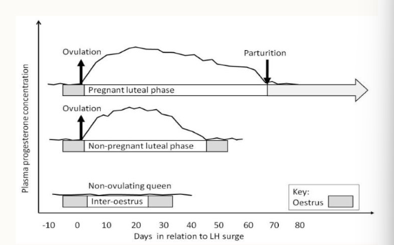 <ul><li><p>ovulation occurs but she doesn’t become pregnant</p></li><li><p>causes a long luteal phase = 45 days</p></li></ul><p></p>
