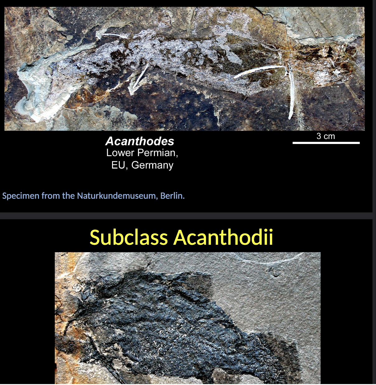 <p><span style="color: rgb(251, 251, 251);">Subclass Acanthodii</span></p><ul><li><p><span style="color: rgb(251, 251, 251);">The paired fins (ABDOMINAL and PECTORALS) present a BONY base.</span></p></li><li><p><span style="color: rgb(251, 251, 251);">One anterior bony spine occurs both in the PAIRED and UNPAIRED fins.</span></p></li><li><p><span style="color: rgb(251, 251, 251);">The body is covered by SMALL SCALES but never evolved a CEPHALIC SHIELD.</span></p></li><li><p><span>They have no SCALES </span></p></li></ul><p></p>